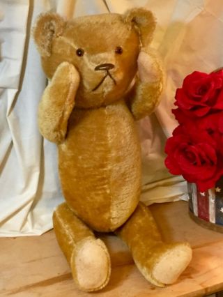 23”antique Pre - 1920s American Teddy Bear,  Humpback,  Gold Bristly Beauty