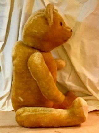 23”ANTIQUE PRE - 1920s AMERICAN TEDDY BEAR,  HUMPBACK,  GOLD BRISTLY BEAUTY 7