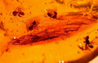4 Winged Ants With Ancient Water Bubble In Authentic Dominican Amber Fossil