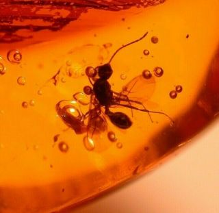 4 Winged Ants with Ancient Water Bubble in Authentic Dominican Amber Fossil 2