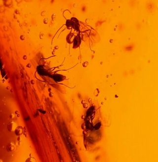 4 Winged Ants with Ancient Water Bubble in Authentic Dominican Amber Fossil 3