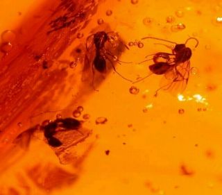 4 Winged Ants with Ancient Water Bubble in Authentic Dominican Amber Fossil 4