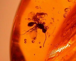 4 Winged Ants with Ancient Water Bubble in Authentic Dominican Amber Fossil 5