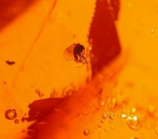 4 Winged Ants with Ancient Water Bubble in Authentic Dominican Amber Fossil 6