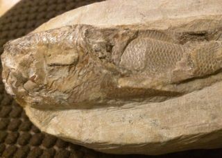 Petrified Ancient Fish Fossil Rock Visible Scales &tail 435g 14x3 Cm Hand - Carved