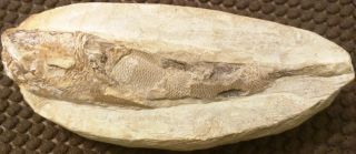 Petrified Ancient FISH FOSSIL ROCK Visible Scales &Tail 435g 14x3 cm Hand - Carved 4