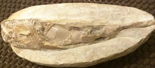 Petrified Ancient FISH FOSSIL ROCK Visible Scales &Tail 435g 14x3 cm Hand - Carved 6