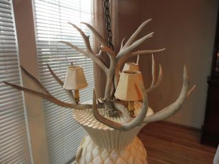 White Tail Real Deer Antler “forest Dog Found” 32 In Antique Chandelier Wny