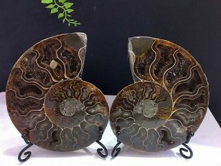 340g Natural A Ammonite Ancient Fossils Slice Nautilus Jade Shell,  Stand