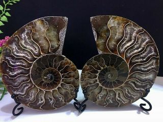 335g Natural A Ancient Ammonite Fossils Slice Nautilus Jade Shell,  Stand
