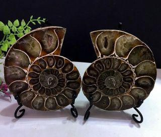 381g Natural A Ancient Ammonite Fossils Slice Nautilus Jade Shell,  Stand