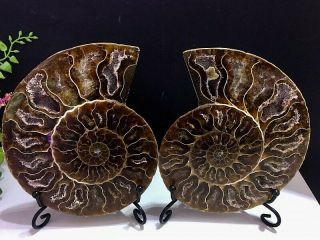 371g Natural A Ammonite Ancient Fossils Slice Nautilus Jade Shell,  Stand