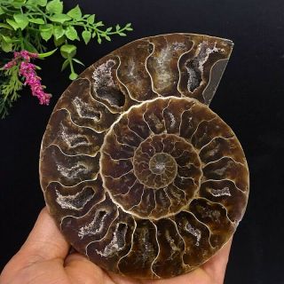 371g Natural A Ammonite Ancient Fossils Slice Nautilus Jade Shell,  Stand 2