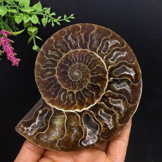 371g Natural A Ammonite Ancient Fossils Slice Nautilus Jade Shell,  Stand 3
