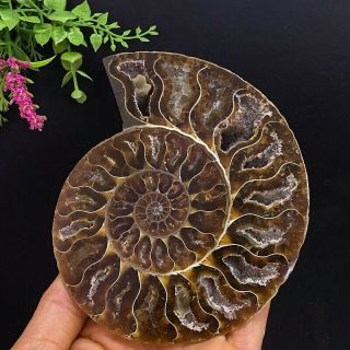 371g Natural A Ammonite Ancient Fossils Slice Nautilus Jade Shell,  Stand 4