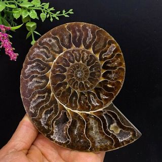 371g Natural A Ammonite Ancient Fossils Slice Nautilus Jade Shell,  Stand 5