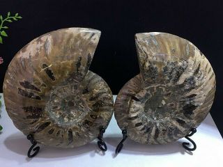 371g Natural A Ammonite Ancient Fossils Slice Nautilus Jade Shell,  Stand 6