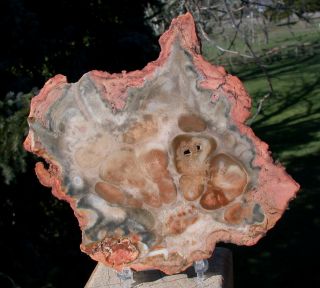 Sis: Richly Colored African Rhexoxylon Petrified Wood Round - Rare & Ancient