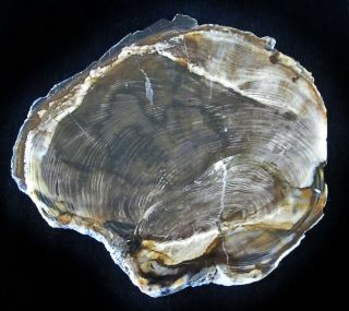 Ancient Conifer From Springsure,  Queensland,  Australia Polished Petrified Wood