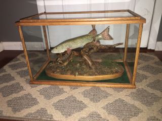 Pike Woodcarving Fish Taxidermy Diorama Well Made Detail With Case Mount