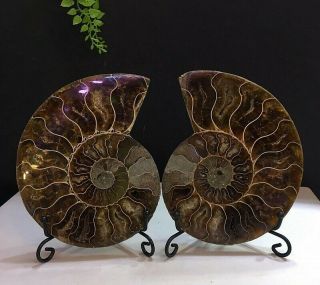 456g Natural A Ammonite Ancient Fossils Slice Nautilus Jade Shell,  Stand