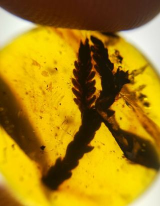 Unique Ancient Tree Branch&leaf Burmite Myanmar Amber Insect Fossil Dinosaur Age