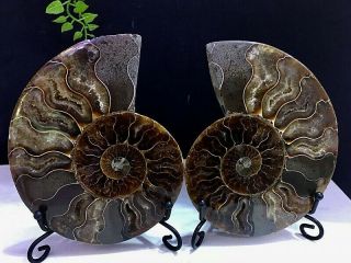 366g Natural A Ammonite Ancient Fossils Slice Nautilus Jade Shell,  Stand