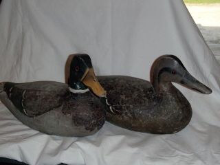 Antique Duck Decoys,  Mallard Decoys
