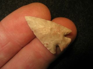 Fine Authentic Texas Scallorn Bird Point Arrowhead,  Ancient Indian Artifact 24