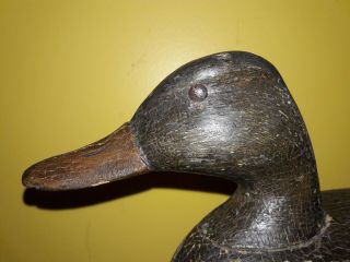 Vintage 1920 Black Duck Decoy Joe Tom Cranmer Manahawkin,  NJ Scratch OP 7