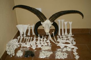 Real Animal Jacob Sheep Skeleton Taxidermy Antique Skull Bone Tool Aid