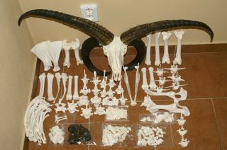 real animal jacob sheep skeleton taxidermy antique skull bone tool aid 2