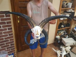 real animal jacob sheep skeleton taxidermy antique skull bone tool aid 3