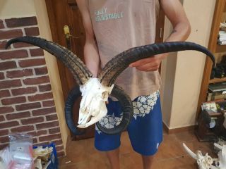 real animal jacob sheep skeleton taxidermy antique skull bone tool aid 4