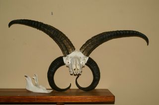 real animal jacob sheep skeleton taxidermy antique skull bone tool aid 5