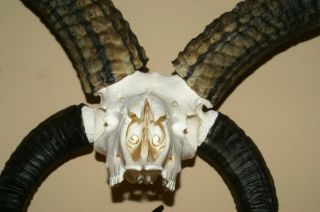 real animal jacob sheep skeleton taxidermy antique skull bone tool aid 6