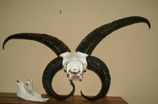 real animal jacob sheep skeleton taxidermy antique skull bone tool aid 7