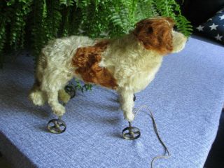 11 " Tall Antique Mohair Steiff Dog On Wheels,  Button In Ear,  Great Size