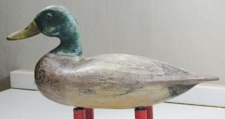 William Shaw Drake Mallard Lacon,  Illinois Duck Decoy