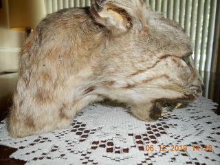 Vintage Bobcat Mount / Taxidermy / Lodge Cabin / Oddities / Hunting