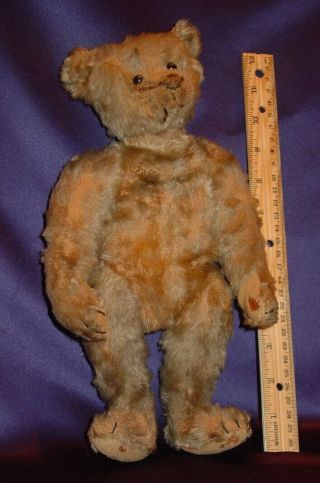 Scarce Old Estate C1906 Steiff Blank Button Teddy Bear 12 " H As Found