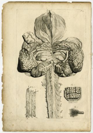 Medical Antique Print - T.  10.  - Human Brain - Spine - Bidloo - Lairesse - 1685