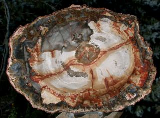 Sis: Ultra Bold Color 8 " Madagascar Petrified Wood Round - Ancient Fossil Tree