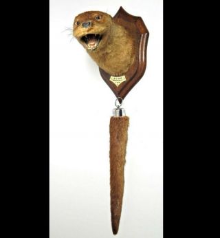 Taxidermy Eurasian Otter With Tail Rudder - 1935 Antique Sporting Trophy Mount