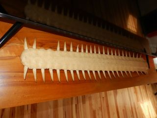 Antique Sawfish Rostrum Bill Taxidermy 40 " Long Largest One Offered Rare