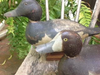 Antique vintage old wooden Hayes factory Bluebill PAIR duck decoys 2