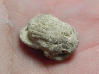 Zurqieh - Af974 - Ancient Egypt - Stone Button Scarab,  664 - 332 B.  C