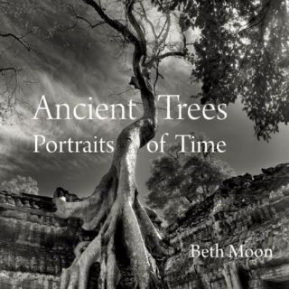 Ancient Trees: Portraits Of Time By Moon,  Beth