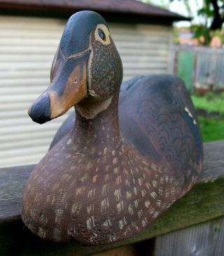 Antique Carved Wood Hawk Bill Duck Decoy Glass Eyed Hand Painted Doctors Estate