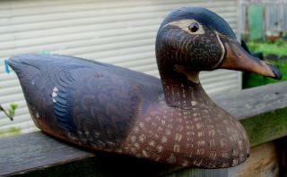 ANTIQUE CARVED WOOD HAWK BILL DUCK DECOY GLASS EYED HAND PAINTED DOCTORS ESTATE 3